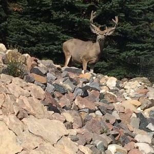 Meet your Posher, Bill